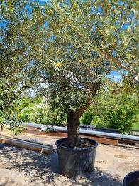 olivier.jpg olivier.jpg